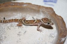 geckos-80.jpg