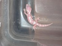 Geckos 010.jpg