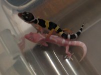 Geckos 043.jpg
