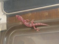 Geckos 022.jpg
