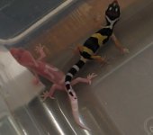 Geckos 046.jpg