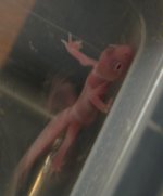 Geckos 069.jpg