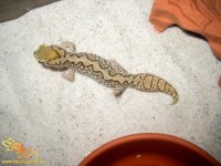 IMG_0852weibchenweb.jpg