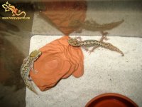 IMG_0860pärchenweb.jpg