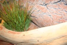 terrarium 1.20 007.jpg