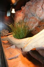 terrarium 1.20 015.jpg