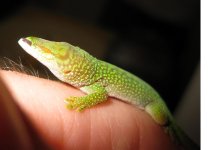 blindy2.jpg
