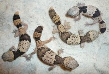 contraste évolution.jpg