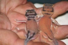 Australie knobtails.jpg