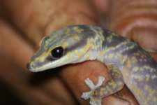 Australie oedura.jpg