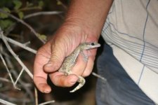 Australie oedura 2.jpg