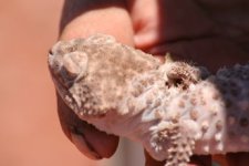 Australie amyae.jpg