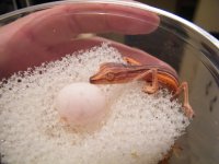 Juvenile Lineatus 2010 041.jpg