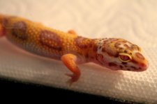 Bell Albino Eyes0006.jpg