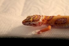 Bell Albino Eyes0007.jpg
