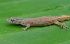 Sphaerodactylus molei - female Trinidad.jpg