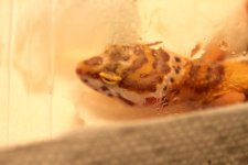 Humid HIde002.jpg