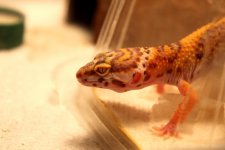 Bell Albino Eyes0014.jpg