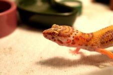 Bell Albino Eyes0015.jpg