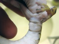 Oedura.castelnaui_male vent.jpg