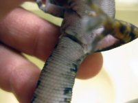 Oedura.castelnaui_female vent.jpg