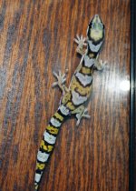 Oedura.castelnaui_yellow female.jpg