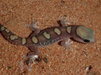 Geckos Sept 10 020.jpg