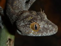 Geckos Sept 10 012.jpg