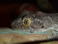 Geckos Sept 10 025.jpg