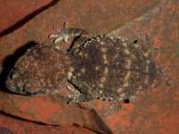 Geckos Sept 10 003.jpg