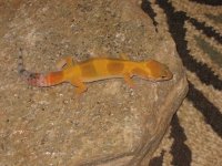 IMG_3738.jpg
