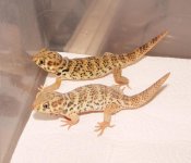 1 Tibetan Frog Eyed Geckos.jpg