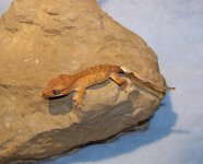 100_1737.jpg