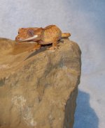 100_1743.jpg