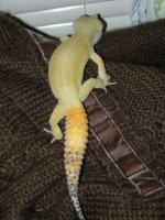 gizmo7.jpg