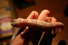 1 luipje op hand.jpg