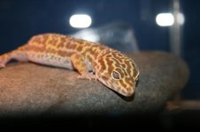 Herschaalde kopie van IMG_2961.jpg