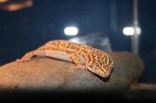 Herschaalde kopie van IMG_2962.jpg