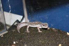 Herschaalde kopie van IMG_2953.jpg