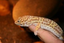 Herschaalde kopie van IMG_2963.jpg