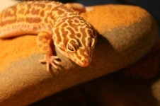 Herschaalde kopie van IMG_3038.jpg