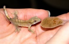 Little-guy.jpg