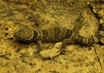 fasciatus04.jpg