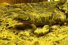 fasciatus05.jpg