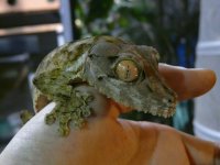 uroplatus 014.jpg