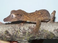 uroplatus 022.jpg