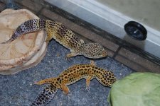 gecko12345.jpg