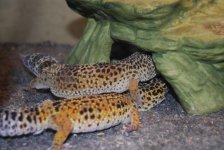 gecko5021.jpg
