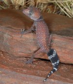 Pilbara milii.jpg