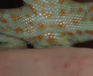 geckosex3.jpg